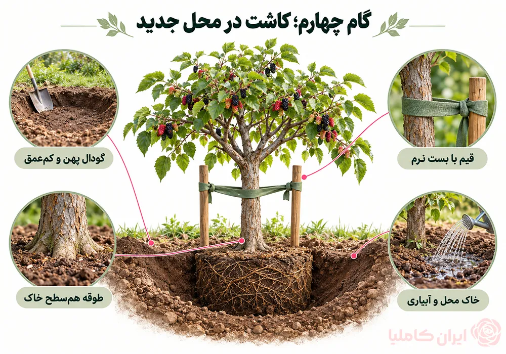 جابجایی درخت توت